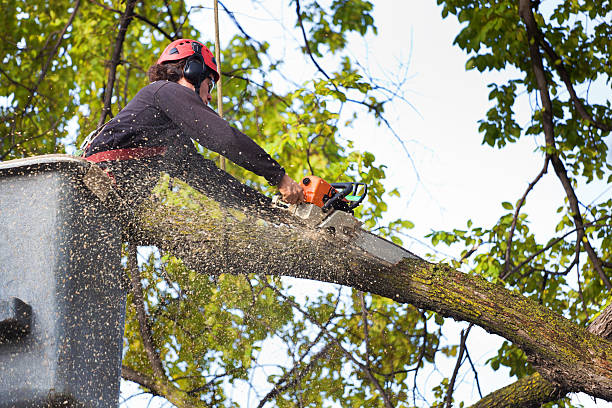 Reliable Litchfield, MI  Tree Services Solutions